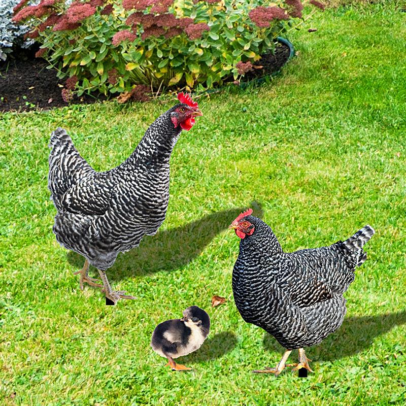 Колышек Петух Курица Скульптура Двор Сад Животное Статуэтка Фигурка Колышки Украшения Акриловый Задний Двор Газон Знак Орнамент