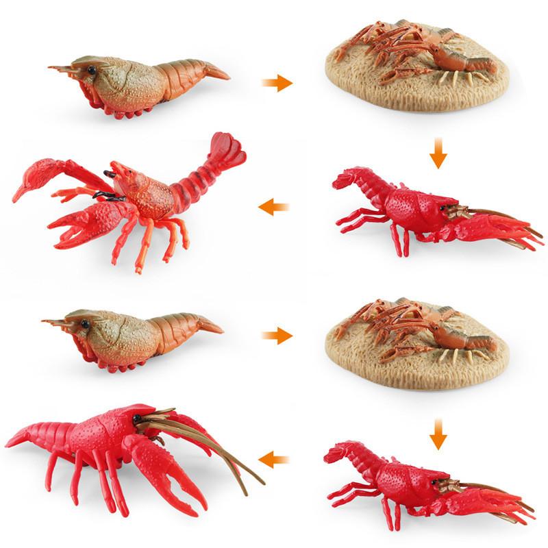 Authentic Crawfish Life Cycle Model Static Pvc Replica Ideal For Learning And Decoration