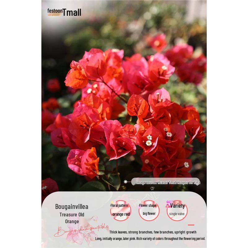 Large Bougainvillea Climbing Plant with Flowers - Indoor/Outdoor Greenery for Balcony and Courtyard