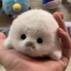 Плюшевая игрушка тюлененок 12 см Мягкий обнимательный белый морской животный Набитый подарок Очаровательные черные глаза Серый нос Успокаивающий комфорт Декоративный