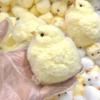 Cute Squeeze Chicken Toy Handmade Plush Simulation Yellow Chicken Squeezing Pinching Soft Toys Relief Pressure Gift
