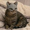 3D-печатная маска кошки, забавный щит для морды кошки-викинга для маскарада, косплея, костюма на Хэллоуин, аксессуаров для вечеринки.