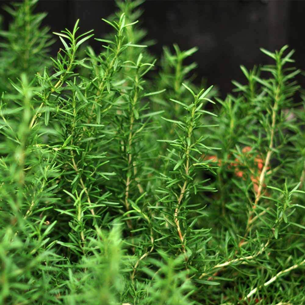 Rosemary Health Care Herbal Tea for Enhancing Memory Improving Sleep Quality