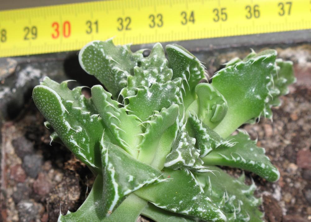 SAFLAX Tiger Jaw - 40 семян - Faucaria tigrina