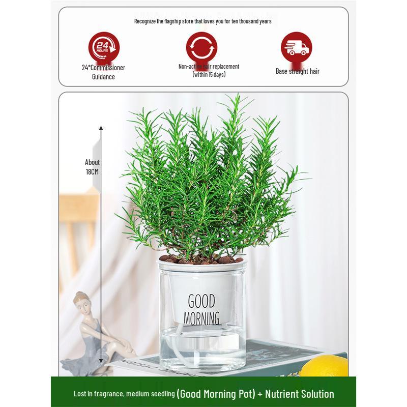 Potted Rosemary and Mint Seedlings: Edible, Mosquito-Repellent Herbs for Indoor Use
