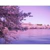 DIY Diamond Embroidery Cherry Blossom Lake Diamond Painting Full 5d Cross Stitch