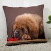 Tibetan Mastiff Pillowcase  Modern Home Living Room Decoration