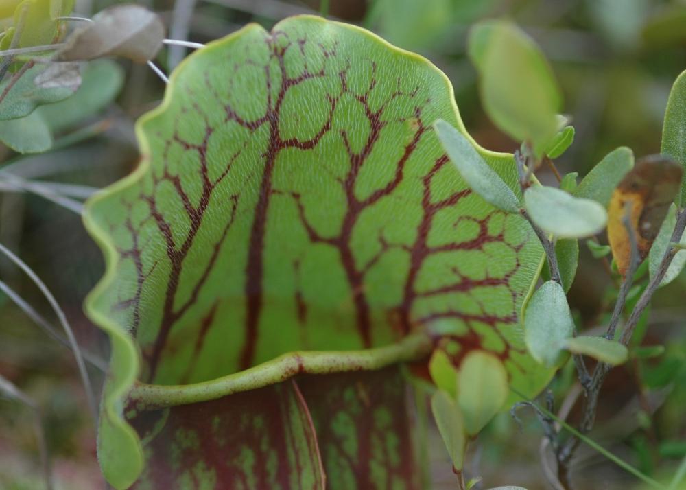 SAFLAX Pitcher Plant Mix - 10 семян - С горшечным субстратом для лучшего выращивания - Sarracenia Mix