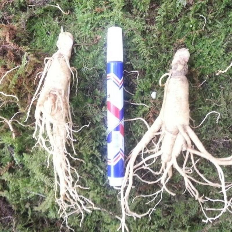 Punggi Ginseng Fresh for Home Use, 600 Grams of Wild Green Onion That Is Weak Even If It Ugly, Washed/non-washed Fresh Ginseng, Red Ironing, 1 Piece