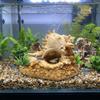 Conch Shape Fish Hideaway Cave Resin Fish Tank Ornaments Shrimp Hiding House  Small Fish Tank