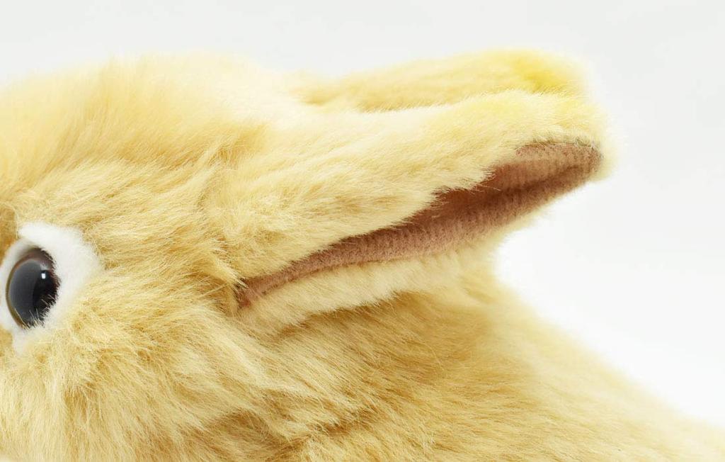 BH7022 HANSA Netherland Dwarf 21