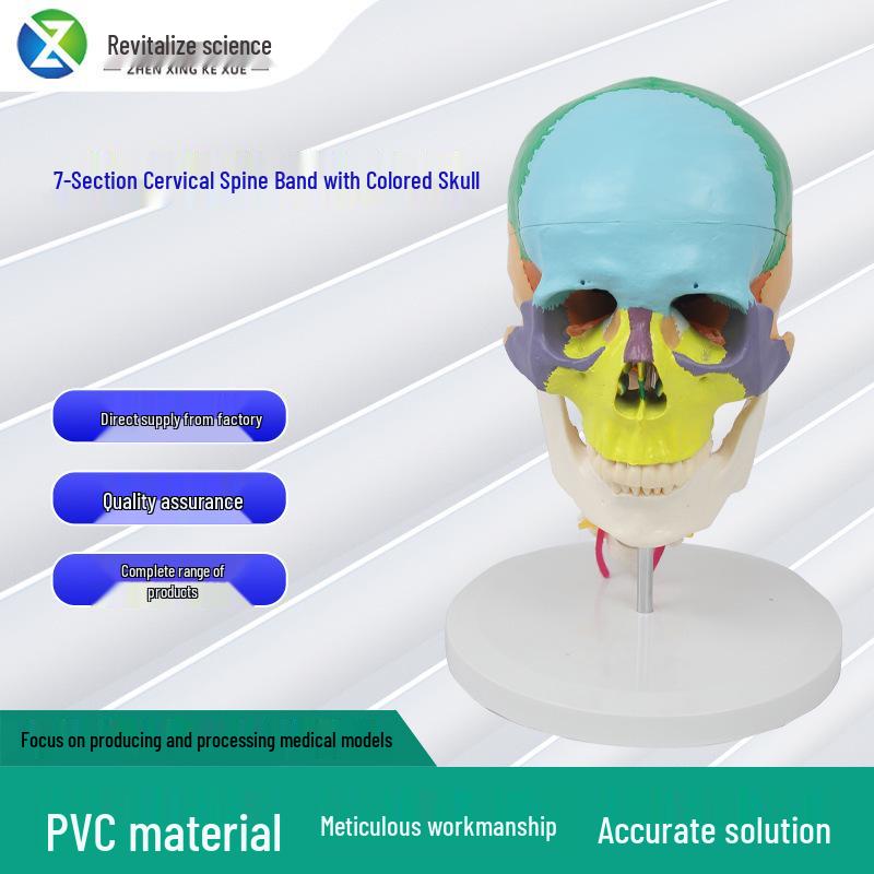 Colored 7-Section Cervical Spine and Skull Model for Orthopedic Teaching
