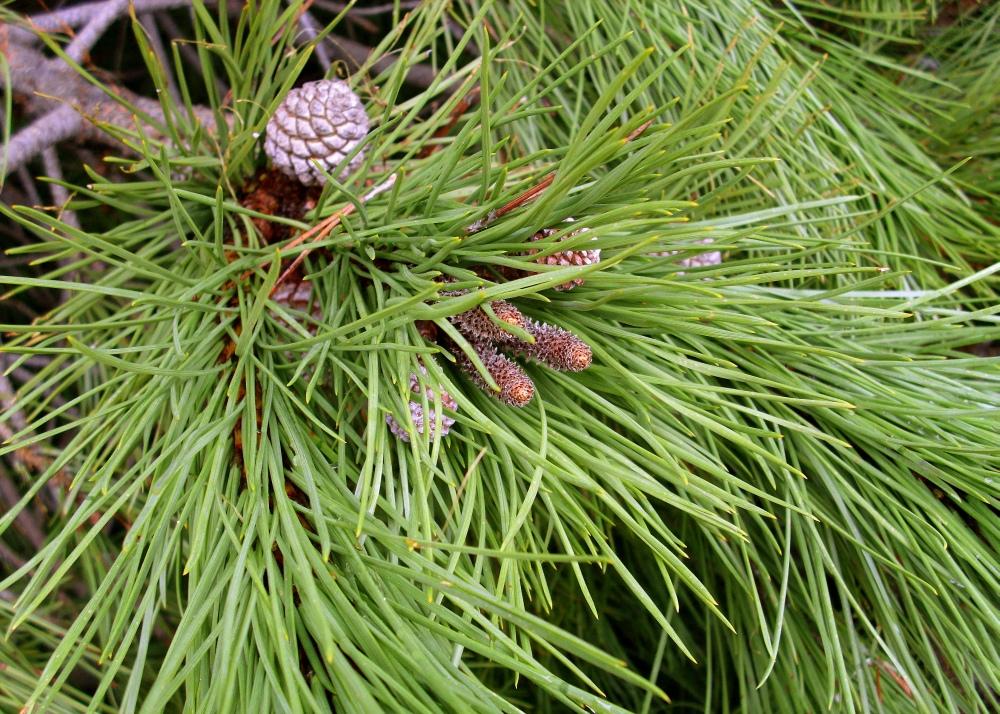 SAFLAX Сосна каменная - 6 семян - Pinus pinea