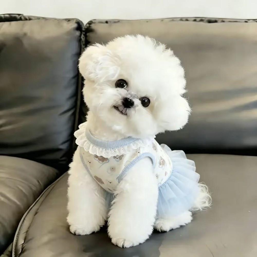 Blue Color Teddy Dog Skirt Cute Style Princess Dress New Summer Dog Dress for Small Dogs