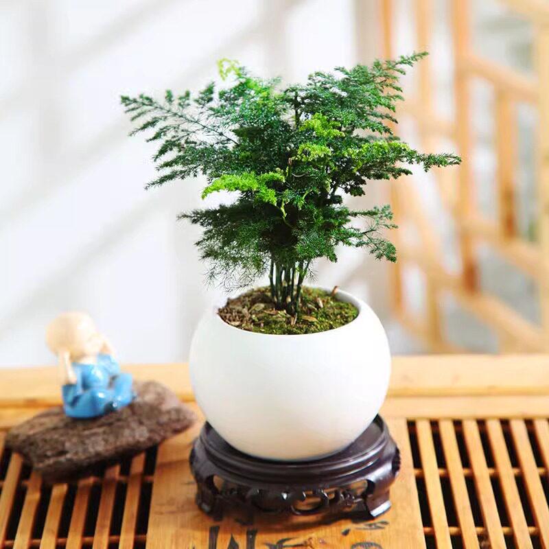 Asparagus Fern Hydroponic Bonsai for Indoor Decoration