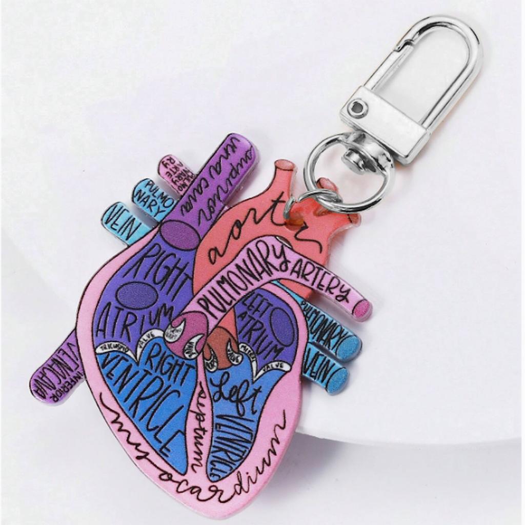 Human Heart Diagram Keychain Detailed Heart Keychain Accessory for Teaching Anatomy To Adults and Children