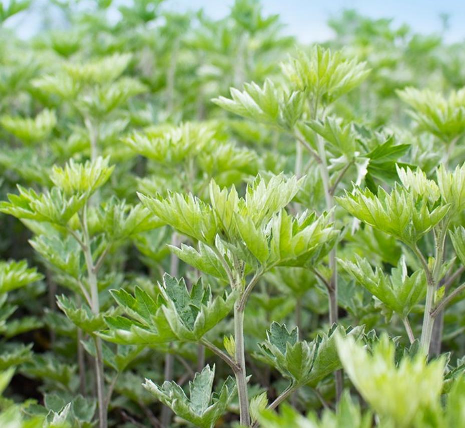 [HANYUL] Чистое очищающее масло полыни 200 мл