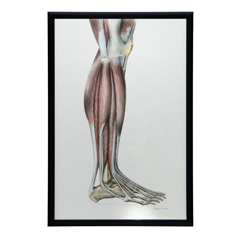 Mięśnie Podudzia Prawiej Kończyny Dolnej - Widok Boczy (Norma Lateralis) - Plakat Anatomiczny Mięśnie Podudzia Prawiej Kończyny Dolnej - Widok Boczy (