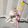 Cat Toy Sticks, Cat Toys, Taller and Taller Cat Toy Sticks, Fairy Sticks