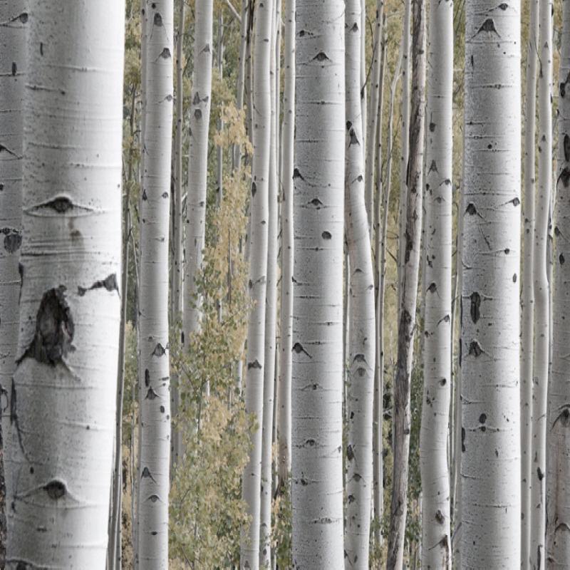 ROUND LAB Birch Juice Moisturizing Mild-Up Sunscreen 50ml 1