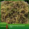 Original Color Moss & Orchid Dendrobium Nutrient Soil for Seedlings & Turtle Hibernation Mat