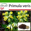 Примула - 100 семян - С горшечным субстратом для лучшего выращивания - Primula veris