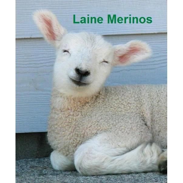 Matelas epaisseur 19 cm 120x200 cm Mousse Poli Lattex Indformable Trs Ferme Protge Matelas Oreiller Mmoire de Forme