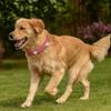 Leather Reflective Dog Collar Adjustable Metal Buckle Rivets Pet Collar Decorative Soft Dog Footprint Collar Pet Supplies