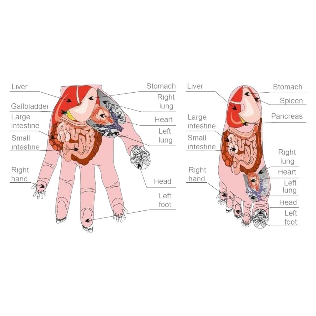 Applicator Lyapko Baby Unique Acupuncture Massager for Back, Neck, Shoulders, Arms, Legs, Joints, Body, Su-Jok Therapy