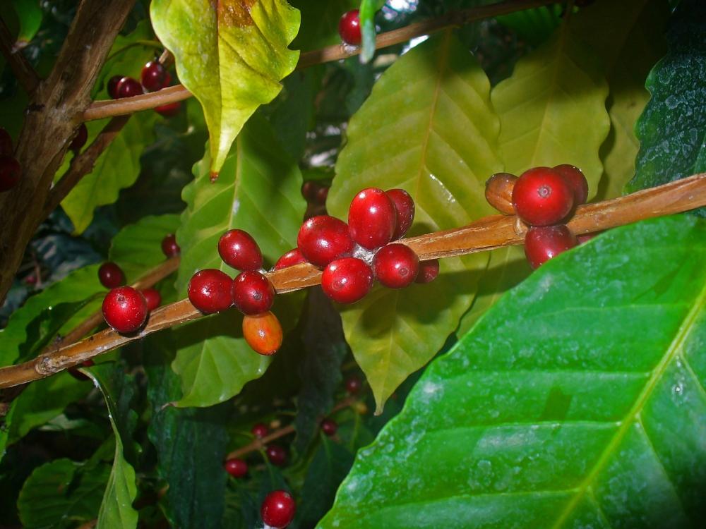 SAFLAX Кофе Карлик - 8 семян - Coffea arabica nana