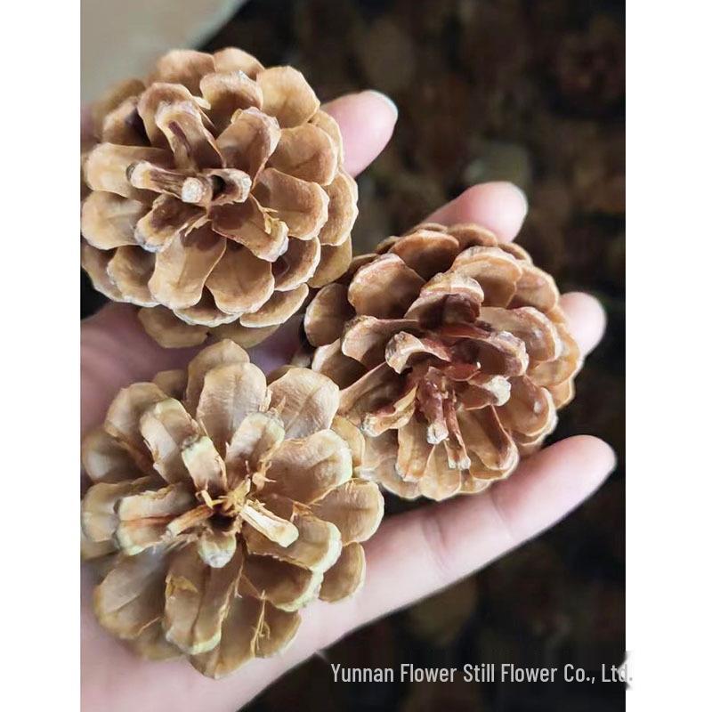 Pistachio Cross Fruit & Fish Scale Pine Gomphrena DIY Dried Flower Weaving Material
