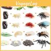 Детальные ПВХ Миниатюрные Модели Насекомых, Включая Кузнечика, Пчелу и Паука, Для Образования