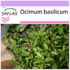 Thai Basil - 200 Seeds - Ocimum Basilicum
