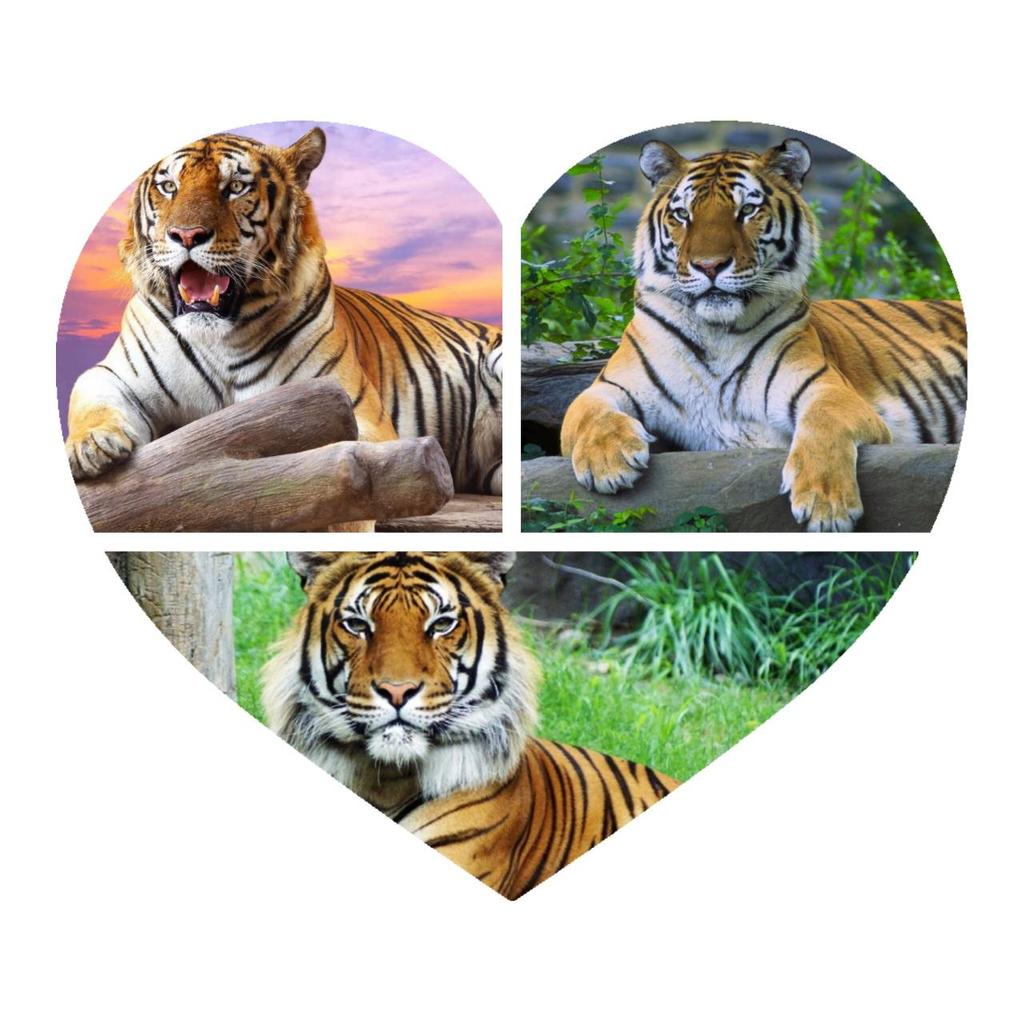 Травяной бальзам Tiger Lena, натуральный теплый массаж, облегчение боли в мышцах, 50 г