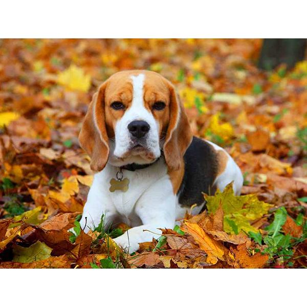 5D DIY Алмазная картина Набор Собака Осенью Искусство Алмазная вышивка Стразы Украшения для дома