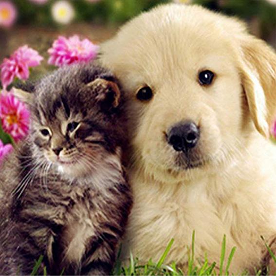 5D Алмазная картина Мультфильм Сова Прибытие Полный круглый Алмазная вышивка Продажа Мозаика Кот