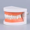 Tooth Brushing Model Dental Standard Teeth Model Typodont Demonstration Compatible with Teaching Studying Small Size