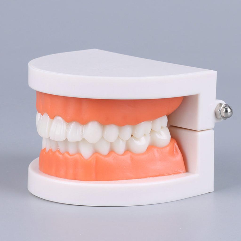 Tooth Brushing Model Dental Standard Teeth Model Typodont Demonstration Compatible with Teaching Studying Small Size