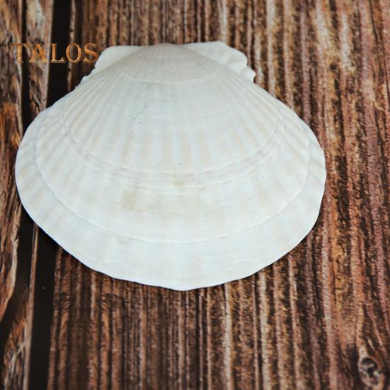 10Pcs Natural Scallop Shells DIY Crafts Theme Party Decor Bright White Seashells Jewelry Christmas Decoration