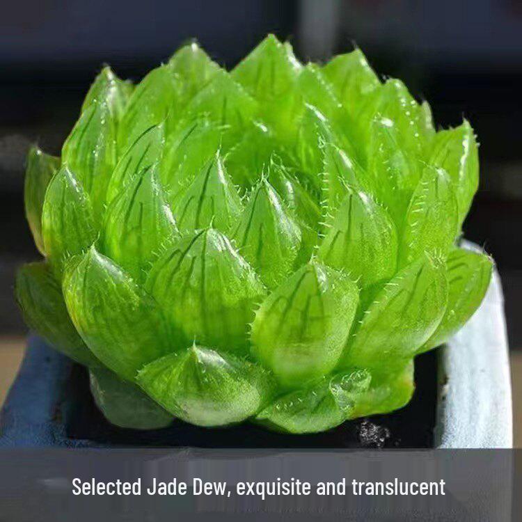 Crystal Succulent Set: Haworthia Genus Green Potted Plants for Newbies