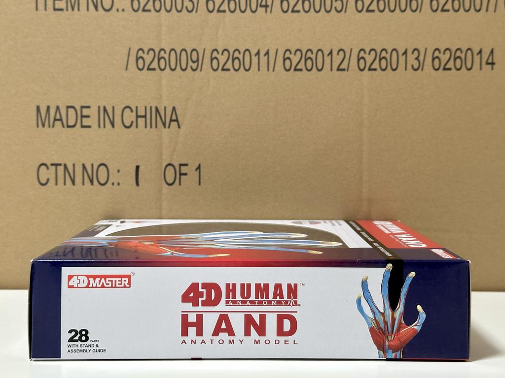 4D Human Anatomy Model Hand Puzzle 626009 by Fame Master, a 4D Master Educational STEM Toy.