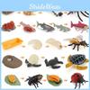 Animal Reproduction Cycle Pvc Model Set For Classroom Teaching And Science Enthusiasts