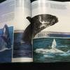 [USED] Whales Photo Books Foreign Books Whales English Mammals Animals Sea Nature