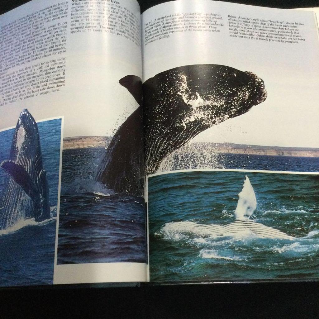 [USED] Whales Photo Books Foreign Books Whales English Mammals Animals Sea Nature