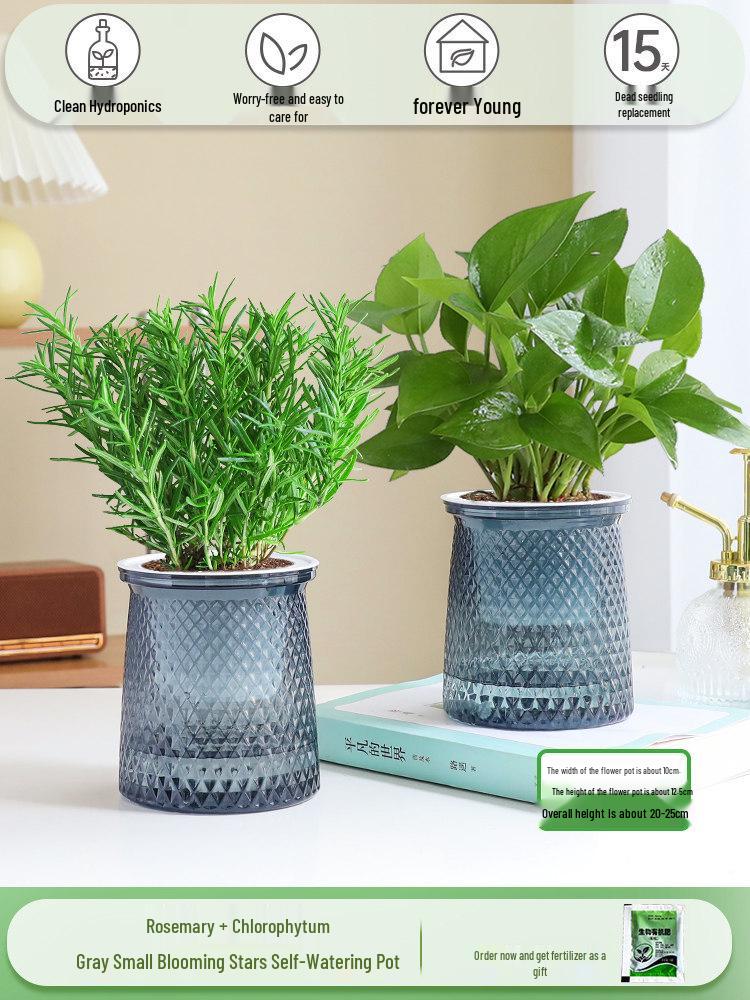 Rosemary and Mint Potted Herb: Edible, Mosquito-Repellent, Easy-Care Indoor Plant for Cooking and Decor.