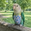 Escape Proof Bird Flight Suits Breathable Bird Flight Clothes Parrot Flying Harness  Pet Walking