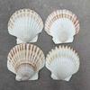 10pcs DIY White Seashells Perfectly For Handcrafting And Painting Activities For Kids And Adults House Decoration