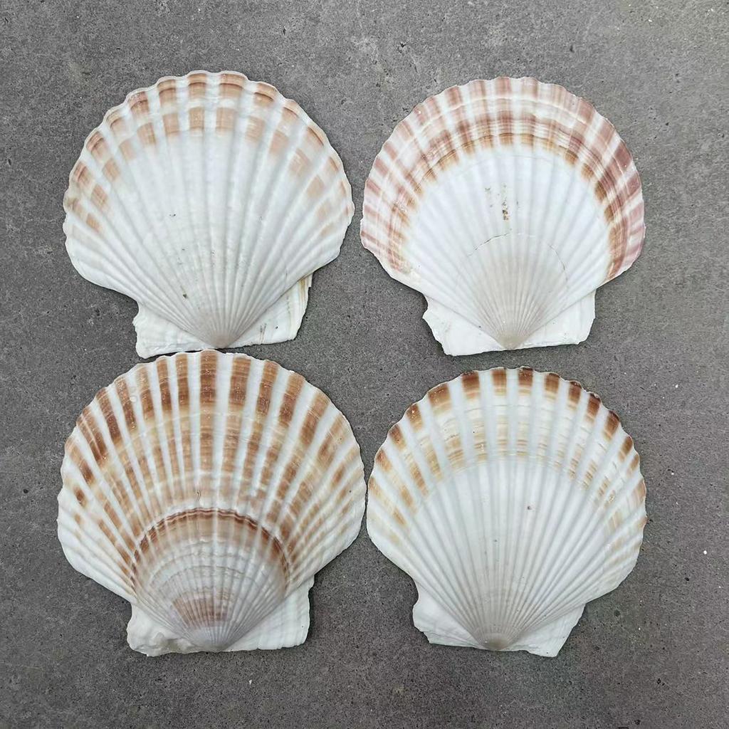 10pcs DIY White Seashells Perfectly For Handcrafting And Painting Activities For Kids And Adults House Decoration