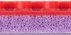 Butterfly Table Tennis Rubber Bugler Red 2.1 High Tension Pips-Out Rubber 00470