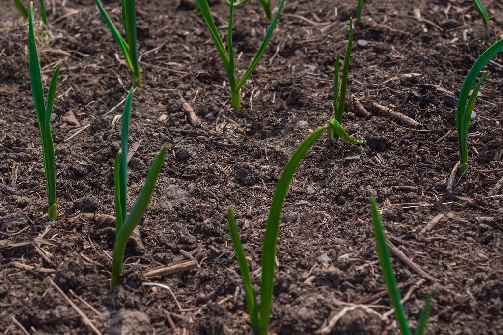 SAFLAX Garden in the Bag - Органический - Салатный лук - Белый Лиссабон - 150 семян - С субстратом в подходящем стоячем пакете - Allium cepa